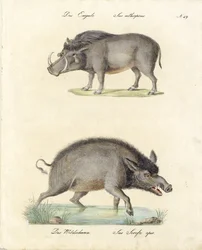 Vortesvin og villsvin (trykk)