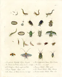 Vannbiller og ulike insekters utviklingsstadier (trykk)