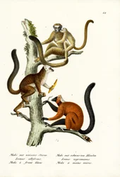 Lemur med hvit front, 1824