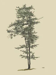 Løvtre, ca. 1924