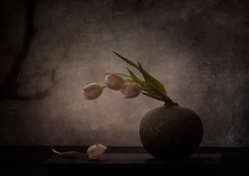 Elegante stemningsfulle tulipaner