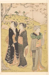 Beundre kirsebærblomstringen ved Asukayama