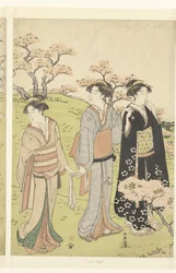 Beundre kirsebærblomstringen ved Asukayama