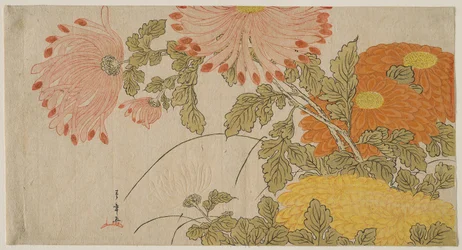 Krysantemum, ca. 1780 (farget treblokktrykk; surimono)