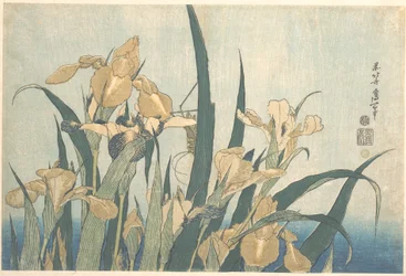 Gresshoppe og iris