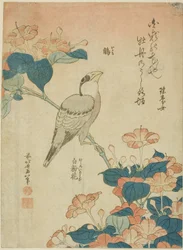 Japanese Grosbeak and Marvel of Peru (Ikaru, oshiroi no hana), fra en serie med blomster og fugler uten tittel