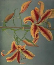 Lily, 1896 (håndfarget collotype)