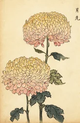 Hybrid gull og rosa pompongkrysantemum., 1893 (gravering)