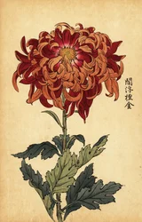 Hybrid oransje og crimson krysantemum., 1893 (gravering)