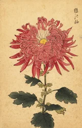 Hybrid rosa fjærkrysantemum., 1893 (gravering)
