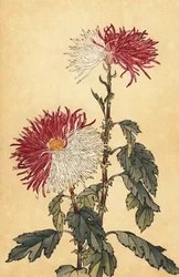 Hybrid lilla og hvit pinnekrysantemum., 1893 (gravering)