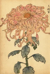 Hybrid lakserosa krysantemum med krøllede kronblad., 1893 (gravering)