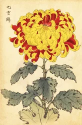 Hybrid skarlagenrød og gul krysantemum., 1893 (gravering)