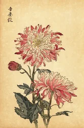 Hybrid spraglete hvit og rosa krysantemum., 1893 (gravering)