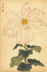 Hybrid hvit og rosa krysantemum., 1893 (gravering)