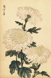 Hybrid hvit og rosa krysantemum., 1893 (gravering)