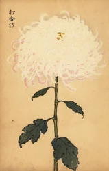 Hybrid hvit krysantemum., 1893 (gravering)