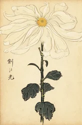 Hybrid hvit krysantemum., 1893 (gravering)