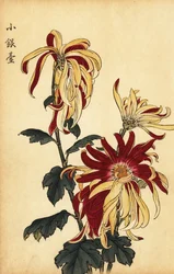 Hybrid gul og karmosinrød krysantemum., 1893 (gravering)