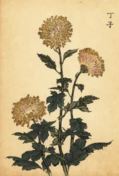 Hybrid gul krysantemum., 1893 (gravering)
