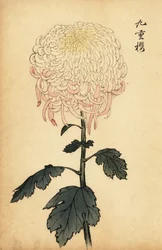 Spraglet hvit og rosa krysantemum., 1893 (gravering)