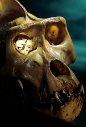 Homo Erectus, Gorilla og Tarsier, Største og minste primater, Bruce Latimers laboratorium…