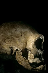Homo erectus-hodeskalle, tannløs, Dmanisi, Georgia Homo Erectus-lokalitet
