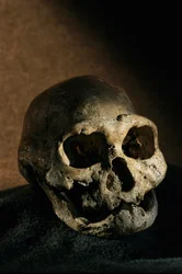 Homo erectus-hodeskalle, tannløs, Dmanisi, Georgia Homo Erectus-lokalitet