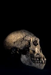 Hodeskalle funnet ved Dmanisi, Dmanisi, Georgia, Homo erectus-området