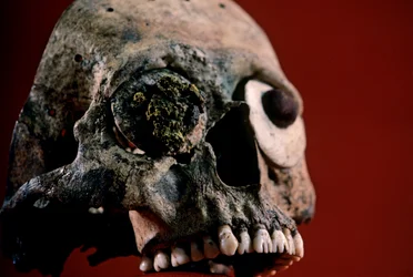 Hodeskalle med filte tenner, aztek, Mexico, Templo Mayor, 2010 (bilde)