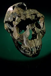 Turkana-gutt, Kenya, Vest-Turkana, Turkanasjøen, KNMER-WT15000, H. erectus, Nariokotome…, 2008 (bilde)