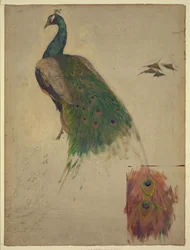 Vitenskapene, studie til påfugl i tympanon, sørvestlig galleri, dekorasjon for Library of Congress, abstrakt/medium