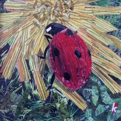 Rise Ladybird På Krysantemum