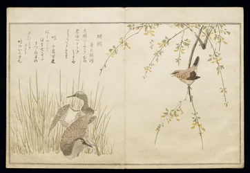 P.332-1946 Vol.1 f.5 Wren and a par Snipe, fra et album 'Birds added in Humorous Songs', 1791 (treblokktrykk i farger)