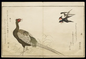 P.332-1946 Vol.1 f.6 Pair of Chimney Swallows and a Green Pheasant, fra et album 