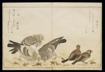 P.332-1946 Vol.2 f.5 Three Pigeons and two Finches, fra et album 'Birds Sammenligning i Humorous Songs', 1791 (treblokktrykk i farger)