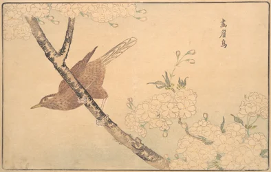 Gråtrosten, 1789.