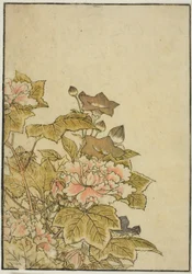 Autumn Flowers: Peonies and Bellflowers, fra boken "Mirror of Beautiful Women of the Pleasure Quarters (Seiro bijin awase sugata kagami)," vol. ２