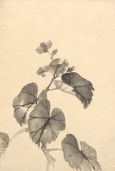 Gren av Begonia i blomst.