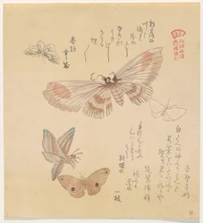 Sommerfugler og møll, fra serien A Flock of Butterflies (Gunch? Gafu)