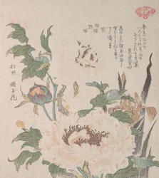 Peoner og Iris, 1800-tallet.