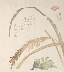 Rice Plant and Butter-Burs, 1800-tallet.