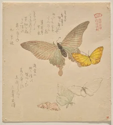 Malerhåndboken til Flock of Butterflies (Guncho? Gafu)