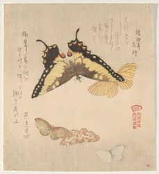 Malerhåndboken til Flock of Butterflies (Guncho? Gafu)