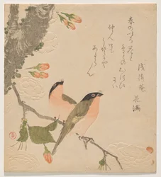 To oksefinker på et kirsebærtre med to blader (Uso ni Yae-zakura)