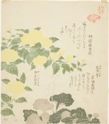 Yellow Roses (Yae yamabuki) og Creeping Saxifrages (Yukinoshita), fra serien "Collection of Plants for the Kasumi Poetry Circle (Kasumi-ren somoku awase)"