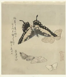 Fem sommerfugler En serie trykk med sommerfugler for Kasumi Poetry Society (serietittel) Kasumiren gunchô gafu (serietittel på objekt)