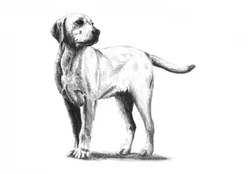 Skisse av en oppmerksom hund