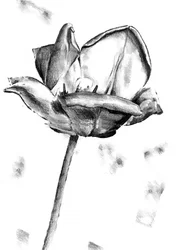 Svart-hvitt tulipantegning