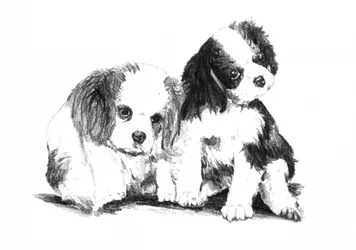 Cavalier-valpevenner